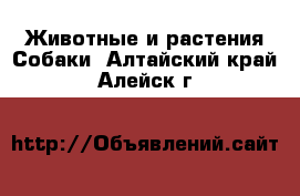 Животные и растения Собаки. Алтайский край,Алейск г.